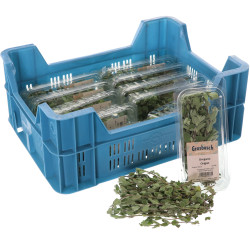 ORIGAN GROSBUSCH 12X20G